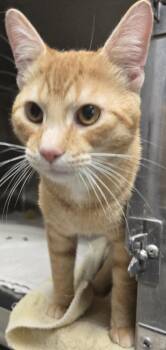 Tabby Cats Available for Adoption - Frank | PetCurious