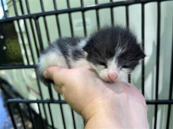 A657251 -  Domestic Short Hair Cat for Adoption in Houston, Texas - A657251 | PetCurious