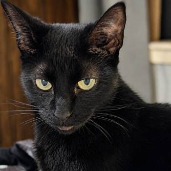 Lily -  Bombay Cat for Adoption in Liverpool, Texas - Lily | PetCurious