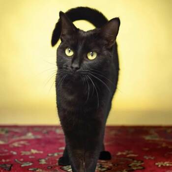 Midge -  Domestic Short Hair Cat for Adoption in Bentonville, Arkansas - Midge | PetCurious