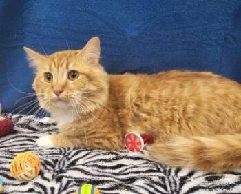 Willy -  Domestic Long Hair Cat Available for Adoption in Bucyrus, Ohio - Willy | PetCurious
