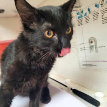 Ebony -  Domestic Medium Hair Cat for Adoption in Belfair, Washington - Ebony | PetCurious