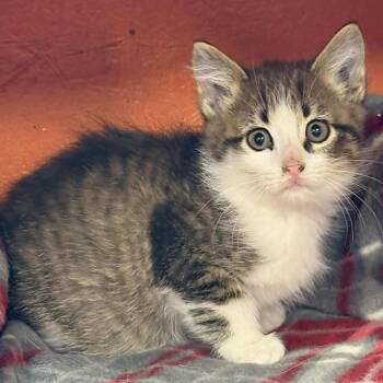 Rescue Domestic Short Hair Cats for Adoption in Petersburg, Illinois - Greenbean | PetCurious