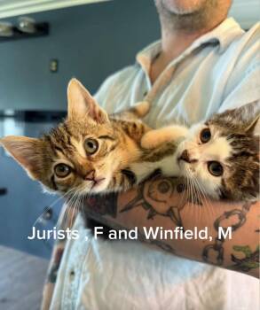 Wynnfield -  American Shorthair and Domestic Short Hair Cat for Adoption in Shrewsbury, Massachusetts - Wynnfield | PetCurious