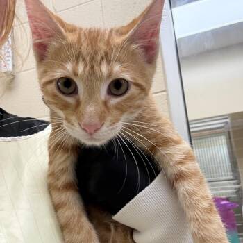 Nightfall -  Domestic Short Hair Cat for Adoption in Winston-salem, North Carolina - Nightfall | PetCurious