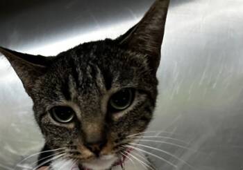 Rescue Domestic Short Hair Cats for Adoption in Spartanburg, South Carolina - Mittens | PetCurious