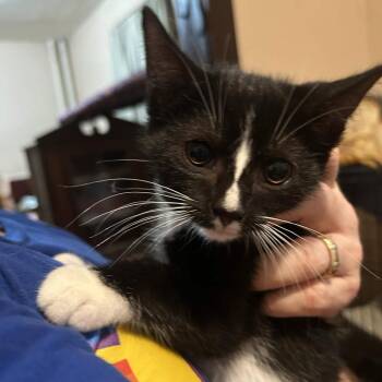 Piccolo -  Domestic Short Hair Cat for Adoption in Johnstown, Pennsylvania - Piccolo | PetCurious