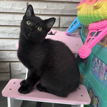Count Chocula -  Domestic Short Hair Cat for Adoption in Washington, Pennsylvania - Count Chocula | PetCurious