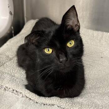 Count Chocula -  Domestic Short Hair Cat for Adoption in Mentor, Ohio - Count Chocula | PetCurious