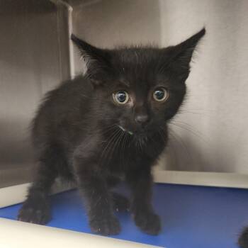 Maggie -  Domestic Short Hair Cat for Adoption in Fort Wayne, Indiana - Maggie | PetCurious