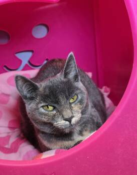 Rescue Domestic Short Hair Cats for Adoption in Vancouver, Washington - Owlie | PetCurious