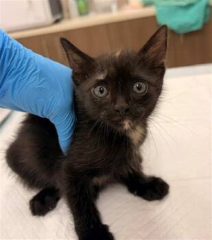 MAKI -  Domestic Short Hair Cat for Adoption in Baytown, Texas - MAKI | PetCurious