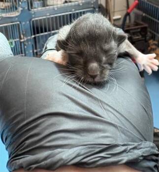 Domestic Short Hair Cats Available for Adoption - 60636932 | PetCurious