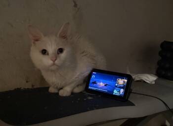 Rescue Domestic Short Hair Cats for Adoption in Camp Hill, Pennsylvania - Chuck | PetCurious