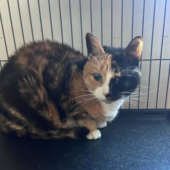 Gwen (one eye) -  Calico Cat for Adoption in Huntington, New York - Gwen (one Eye) | PetCurious