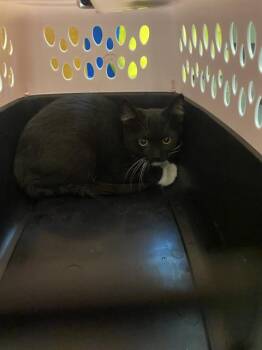 A123368 -  Domestic Short Hair Cat for Adoption in West Valley City, Utah - A123368 | PetCurious