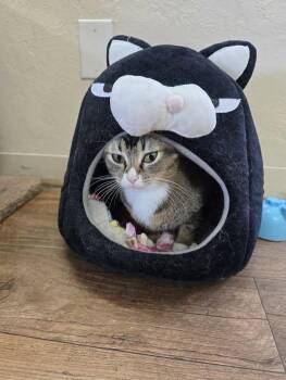 Doodle -  Domestic Short Hair Cat for Adoption in Prineville, Oregon - Doodle | PetCurious
