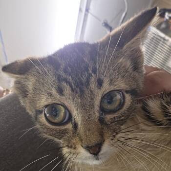 Lamborghini -  Domestic Short Hair Cat for Adoption in Leander, Texas - Lamborghini | PetCurious