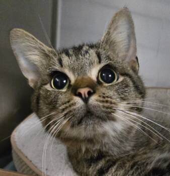 Rescue Domestic Short Hair Cats for Adoption in Cincinnati, Ohio - Cheshire | PetCurious