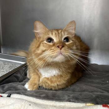 Domestic Long Hair Cats Available for Adoption in Beaumont, Texas - Leo | PetCurious