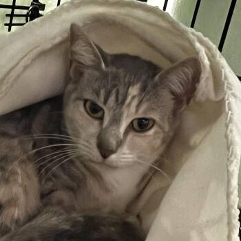 Mavis -  Domestic Short Hair Cat for Adoption in Minneapolis, Minnesota - Mavis | PetCurious