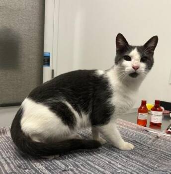 Wistful Bill -  Domestic Short Hair Cat for Adoption in Kansas City, Missouri - Wistful Bill | PetCurious