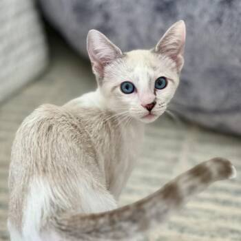 Sugar Blossom -  Domestic Short Hair Cat for Adoption in Houston, Texas - Sugar Blossom | PetCurious