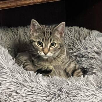Tabby Cats Available for Adoption - Oakley | PetCurious