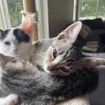 Rescue Tabby Cats for Adoption in Brentwood, California - Pumpkin | PetCurious