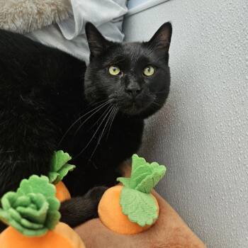 Hades -  Domestic Short Hair Cat for Adoption in Lakewood, Colorado - Hades | PetCurious