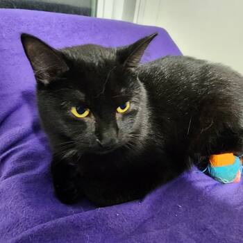 Rescue Domestic Short Hair Cats for Adoption in Saint Paul, Minnesota - Bliss (aka Bea Or BeBe) | PetCurious