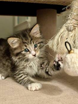 Pegasus & Aurora BONDED -  Domestic Medium Hair Cat for Adoption in Herndon, Virginia - Pegasus & Aurora BONDED | PetCurious