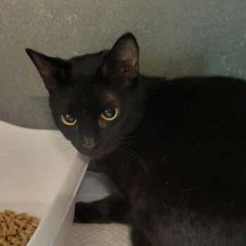 Domestic Medium Hair Cats Available for Adoption in New York, New York - Toothless | PetCurious