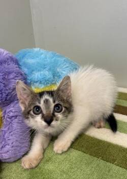 Darren -  Domestic Short Hair Cat for Adoption in Picayune, Mississippi - Darren | PetCurious
