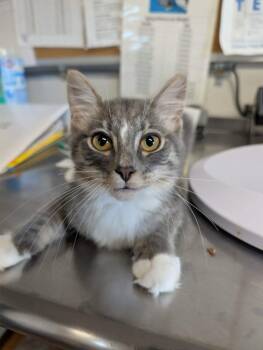 Bambino -  Domestic Medium Hair Cat for Adoption in Bolivar, Missouri - Bambino | PetCurious