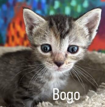 Tiger Cats Available for Adoption in Asbury Park, New Jersey - Bogo | PetCurious