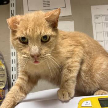 Domestic Short Hair Cats Available for Adoption - Lucas | PetCurious