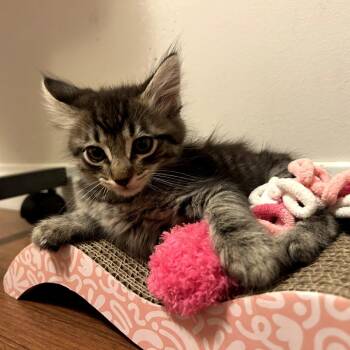 Alto (Peanut) -  Siamese and Domestic Short Hair Cat for Adoption in Long Beach, California - Alto (Peanut) | PetCurious