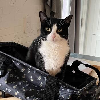 Domestic Short Hair Cats Available for Adoption - Pluto | PetCurious