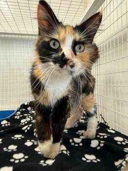 Ellen -  Domestic Long Hair Cat for Adoption in Brookings, Oregon - Ellen | PetCurious
