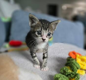Domestic Short Hair Cats Available for Adoption in Long Beach, California - Shohei | PetCurious
