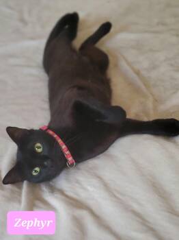 Rescue Domestic Short Hair Cats for Adoption in Snyder, Texas - Zephyr | PetCurious