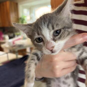 zuma -  Domestic Short Hair Cat for Adoption in Long Beach, California - Zuma | PetCurious