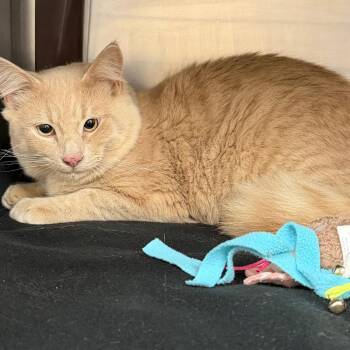 Domestic Short Hair Cats Available for Adoption in Middlebury, Vermont - Chandler | PetCurious