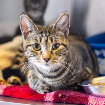 De la Rosa -  Domestic Short Hair Cat for Adoption in Wilmington, Delaware - De La Rosa | PetCurious