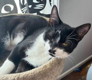 Domestic Short Hair Cats Available for Adoption - Rory | PetCurious