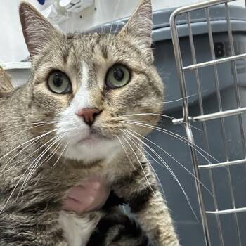 Cheshire -  Domestic Short Hair Cat for Adoption in Newark, New Jersey - Cheshire | PetCurious