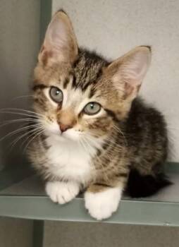 Ewan MeowGregor -  Domestic Short Hair Cat for Adoption in Waupaca, Wisconsin - Ewan MeowGregor | PetCurious