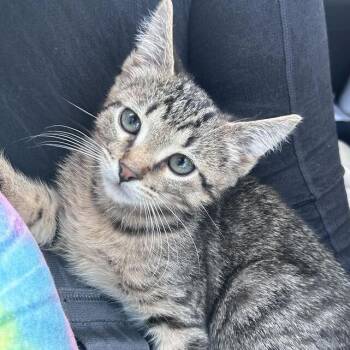 Logic -  Domestic Short Hair Cat for Adoption in Davenport, Iowa - Logic | PetCurious