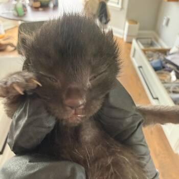 Broccoli in Stevensville, MD -  Domestic Short Hair Cat for Adoption - Broccoli In Stevensville, MD | PetCurious
